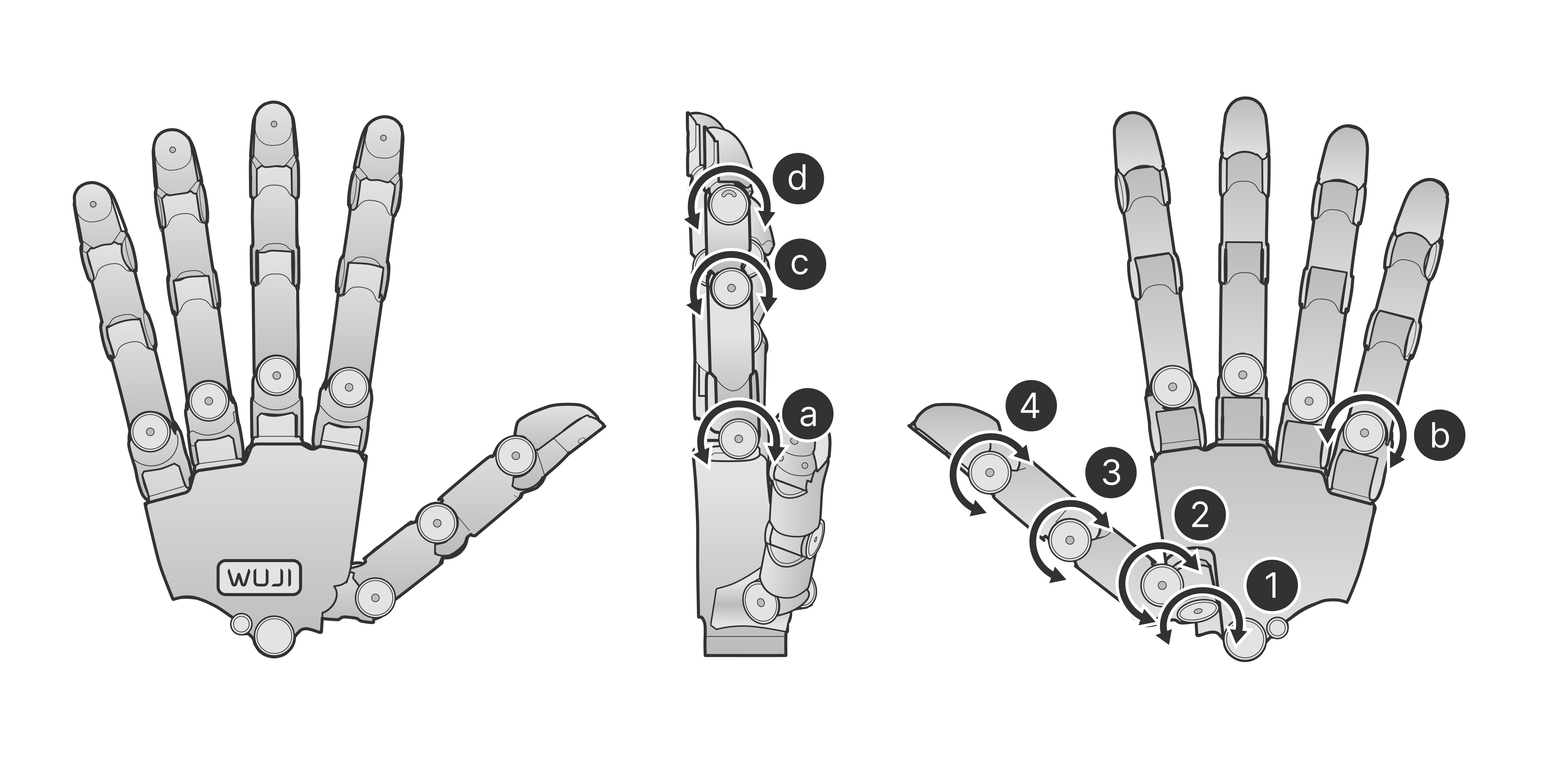 Joint motion direction and range (thumb and little finger as examples)